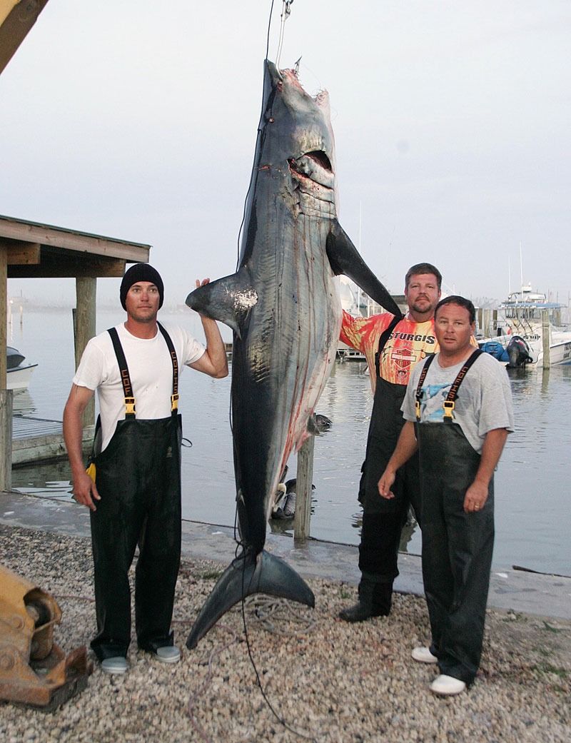 Three people stand beside a large shark suspended by a chain at a dockside, with boats visible in the background.