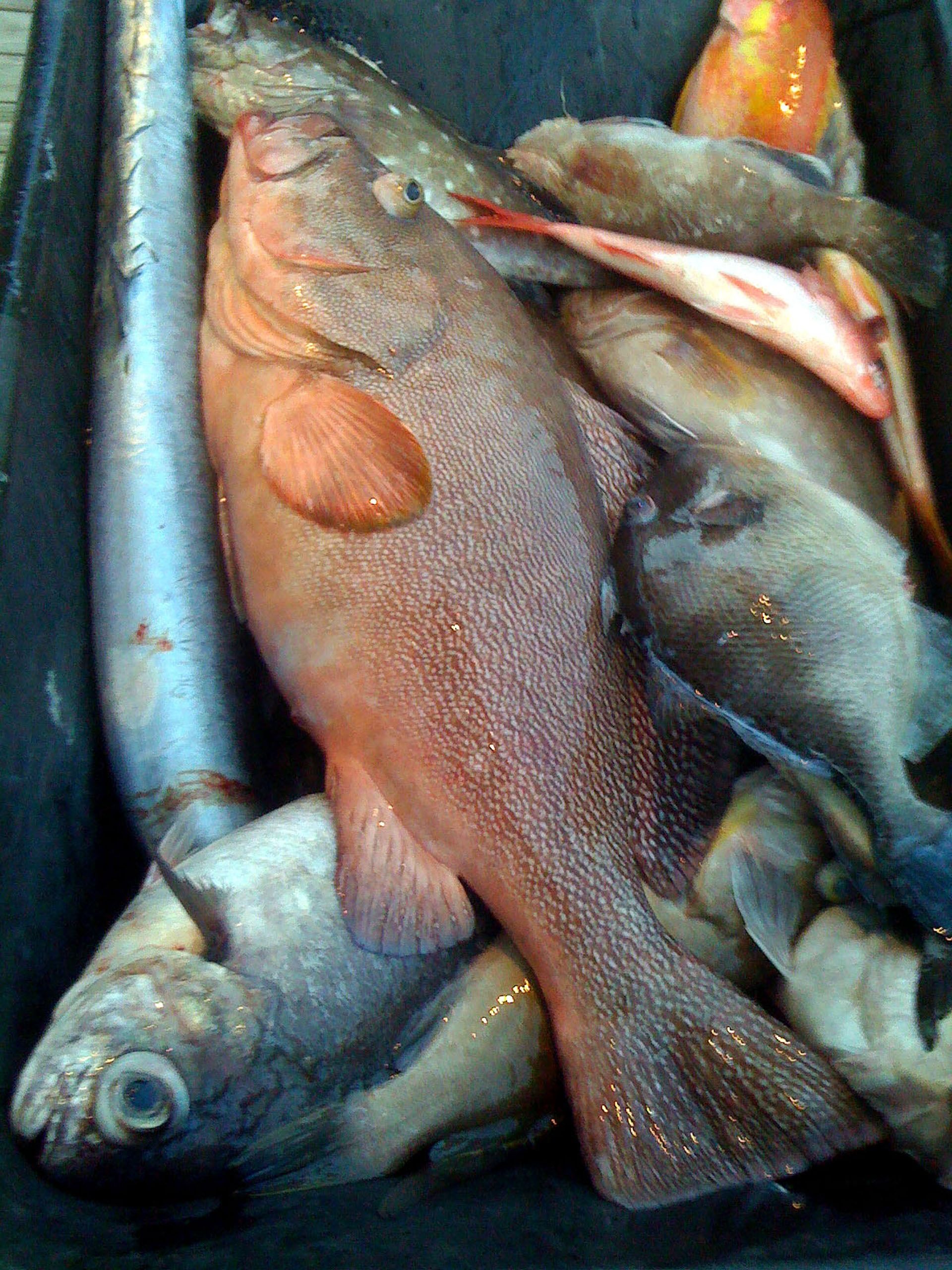 A container filled with several raw, freshly caught fish of various colors and sizes, including a large reddish grouper.
