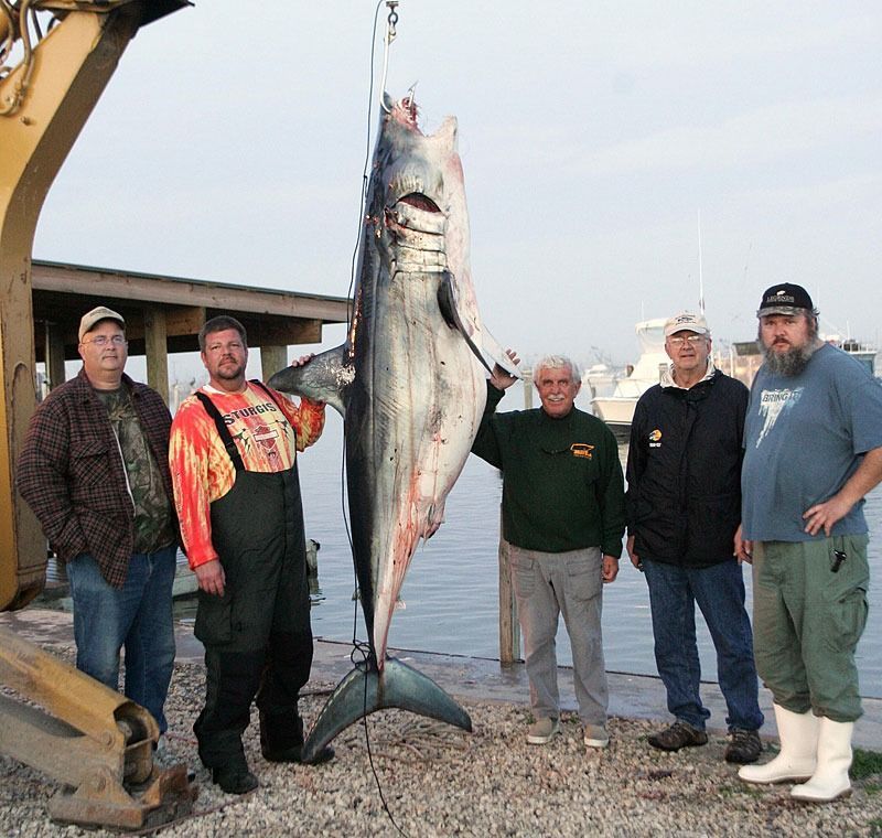 Five people stand outdoors by a dock next to a large shark hanging from a mechanical hoist.