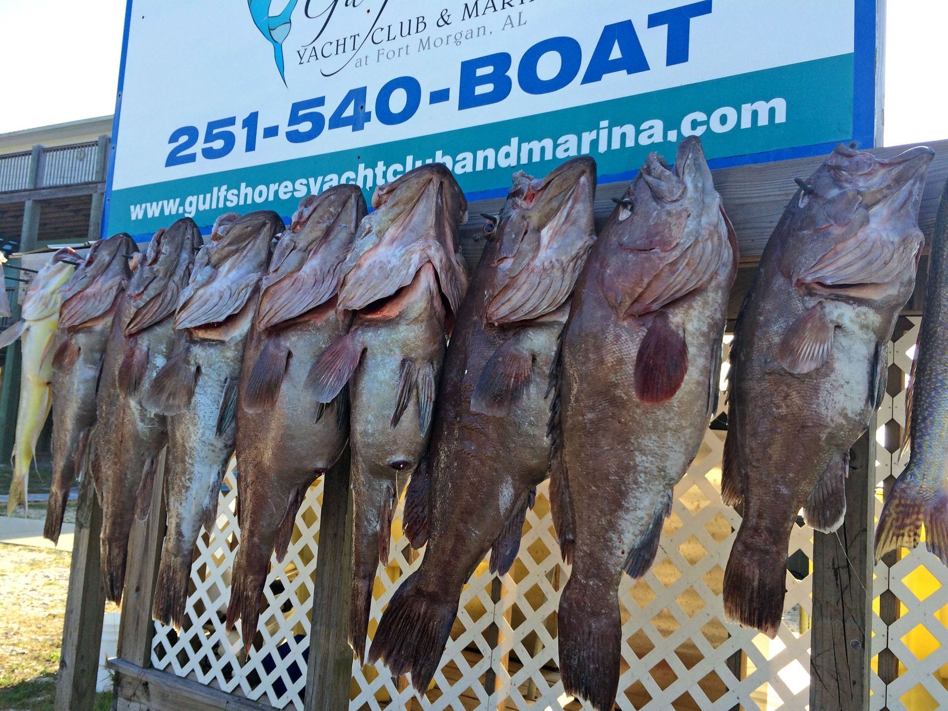 A row of several large, dark fish hanging from a wooden rack in front of a marina sign with a phone number.