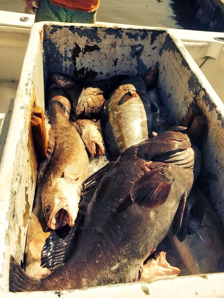 Several large, dark-colored groupers packed together inside a white plastic cooler on a boat deck.