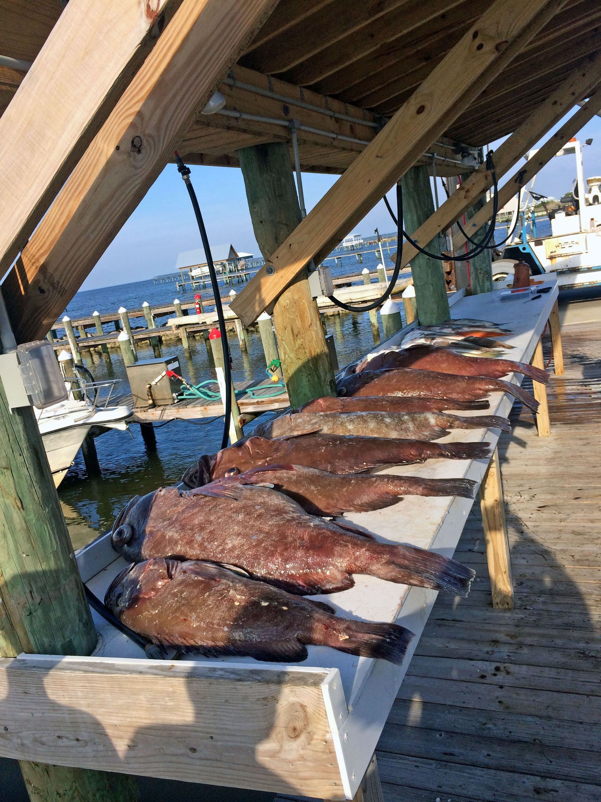 Freshly caught dark-colored fish lined up on a wooden cleaning table at a marina.