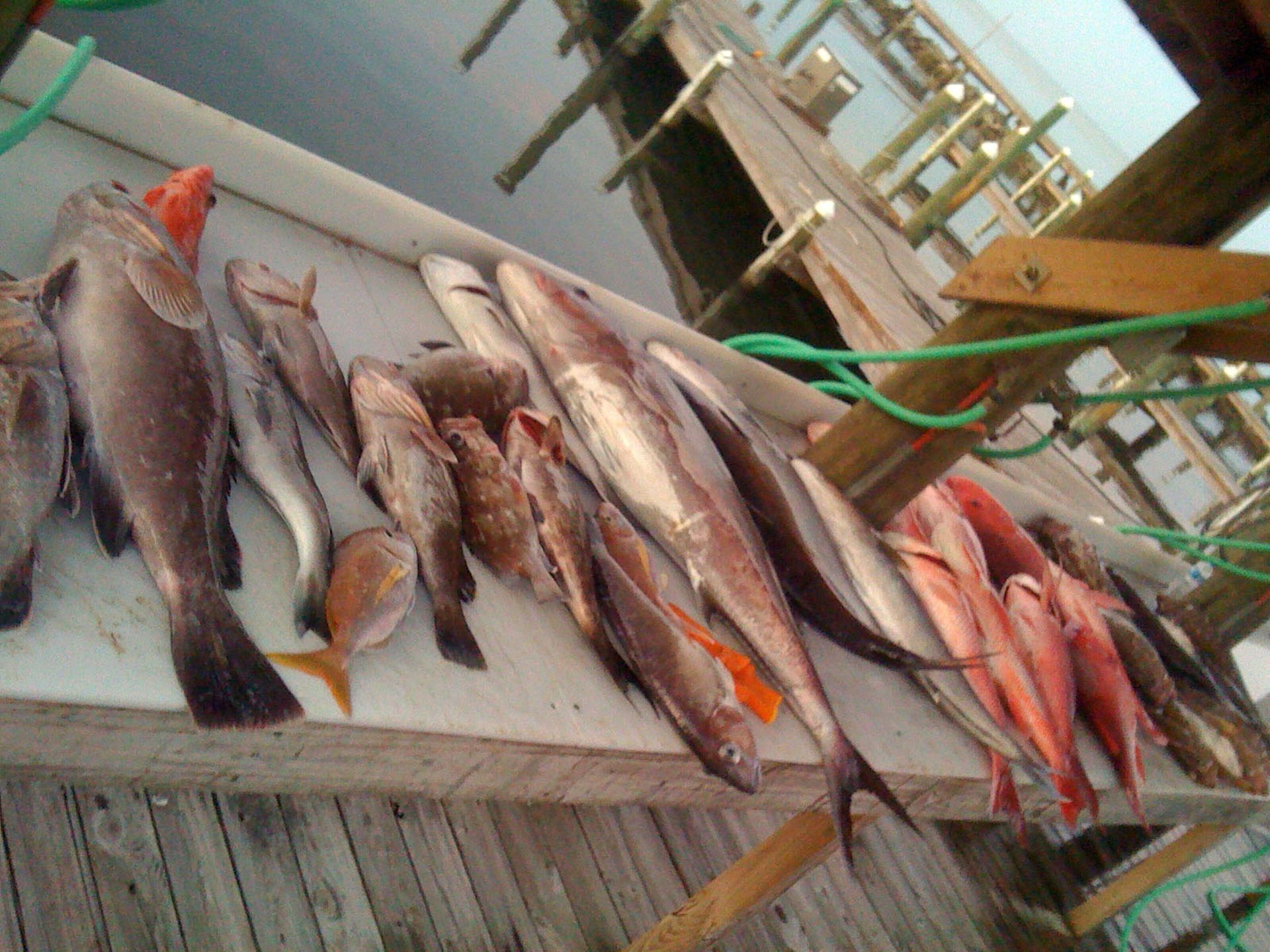 A collection of various freshly caught fish arranged on a wooden cleaning station at a pier.
