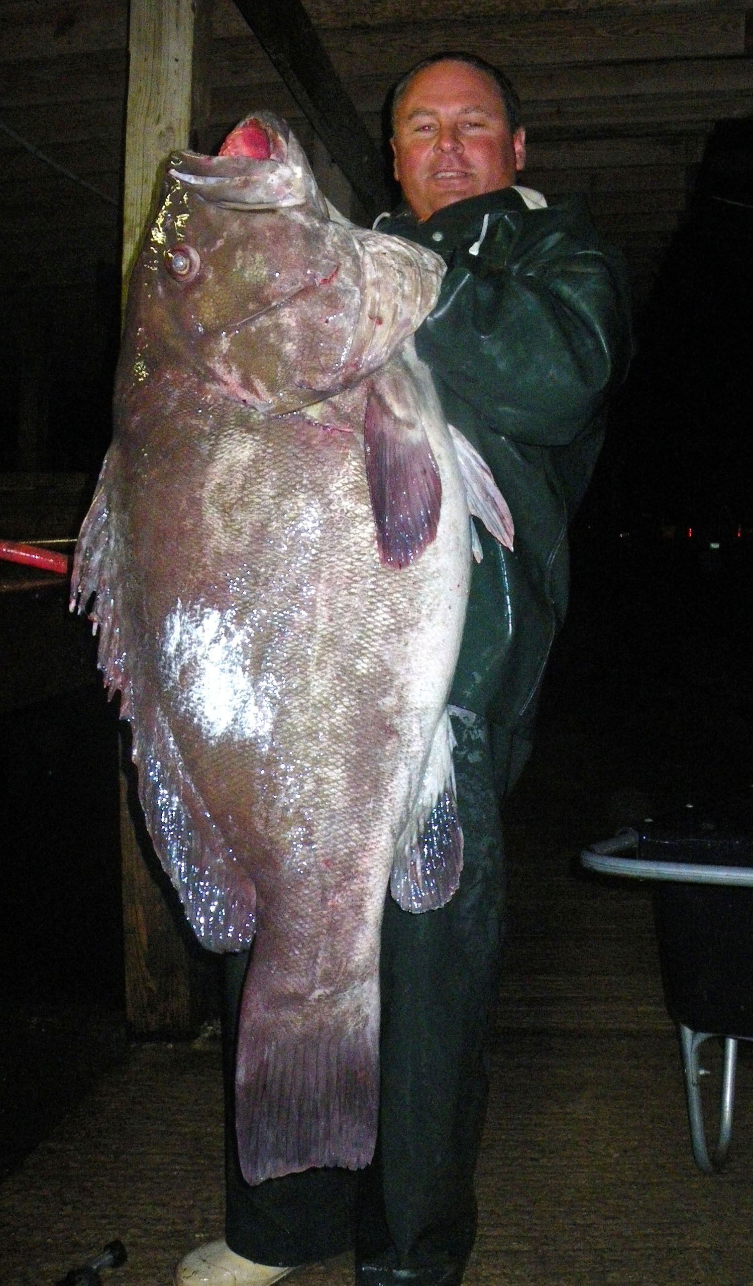 A person holds a large, dark, mottled grouper fish while standing in a dimly lit, rustic wooden building.