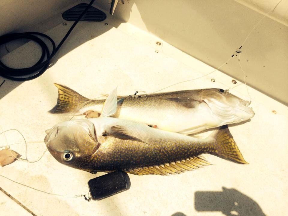Two freshly caught fish resting on the white deck of a boat, with a fishing line and weight visible.