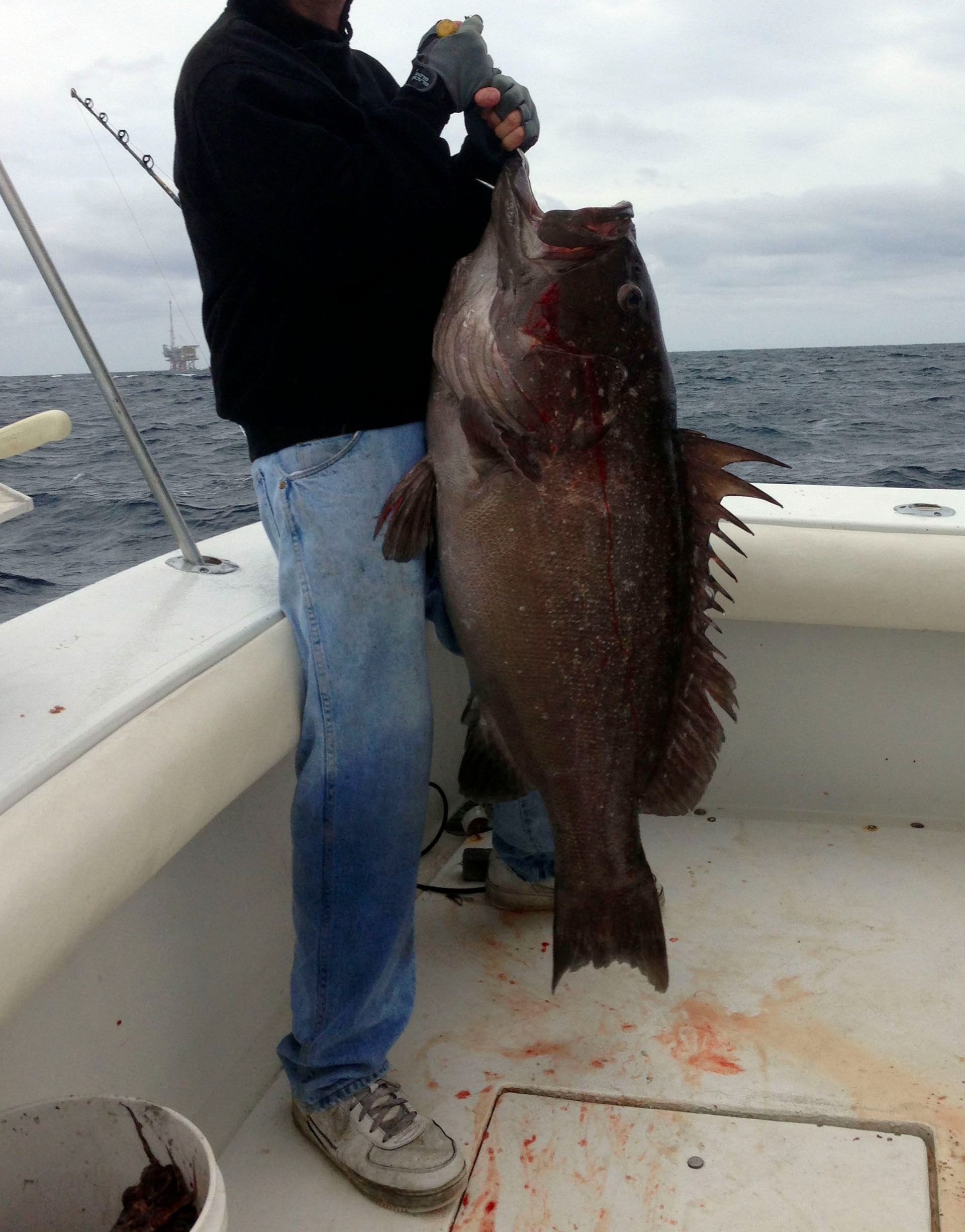 A person on a boat holding a very large, dark-colored grouper fish by its jaw.