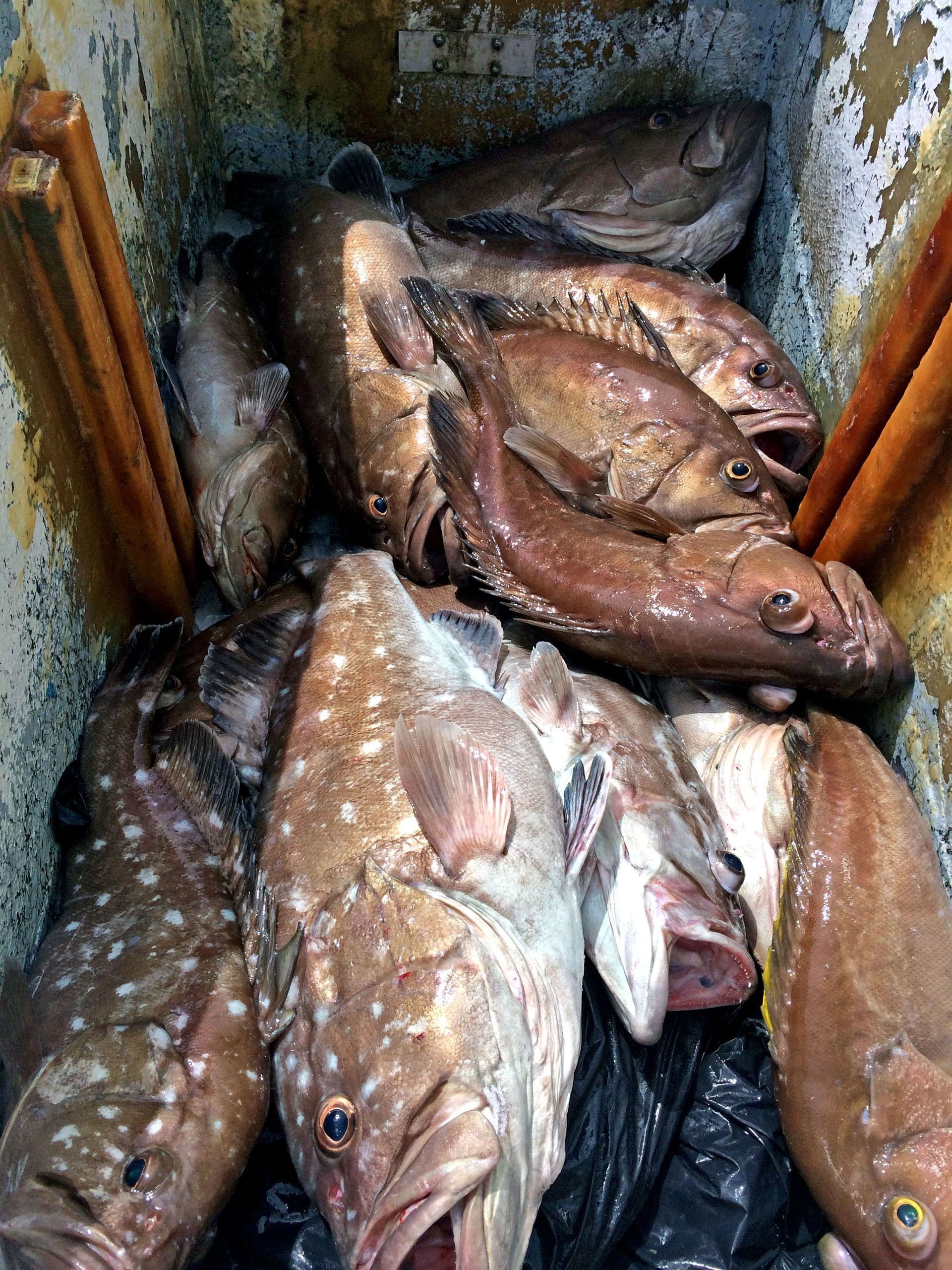 A collection of several whole, raw grouper fish with speckled and brown skin stored inside a metal container.