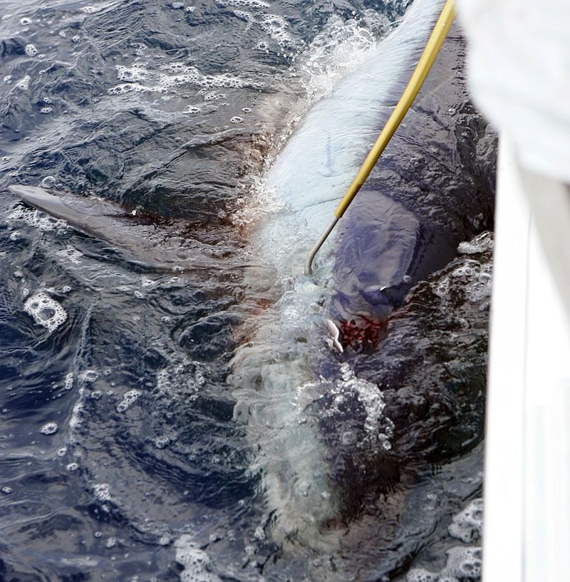 A large marlin being brought alongside a boat by a gaff pole in the deep blue ocean.