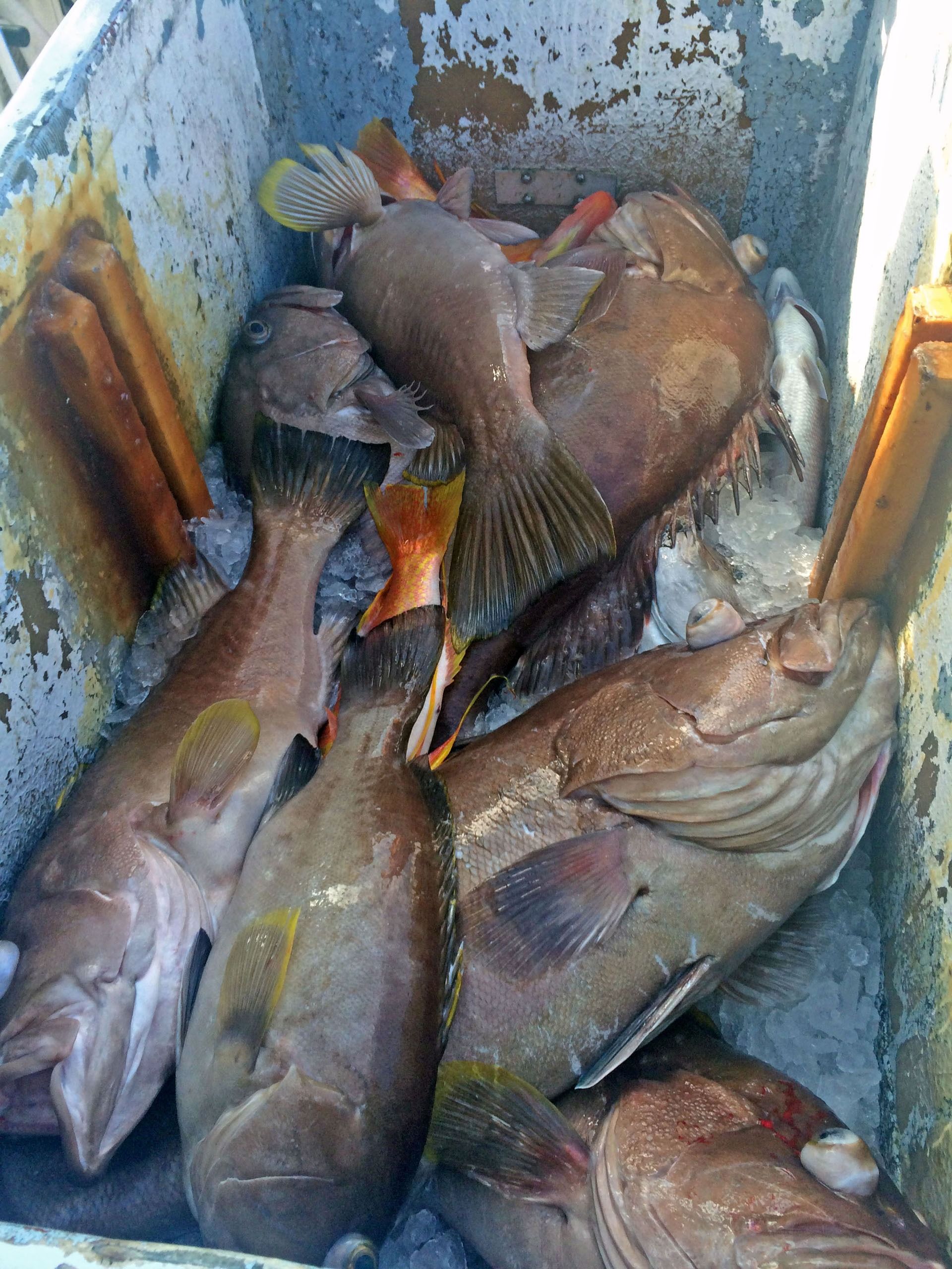 Several dark-colored groupers and other saltwater fish piled inside a white plastic cooler.
