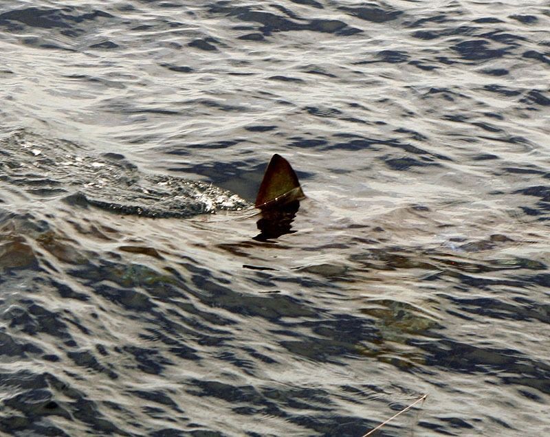 A dark triangular shark fin breaks the surface of rippling, sunlit ocean water.