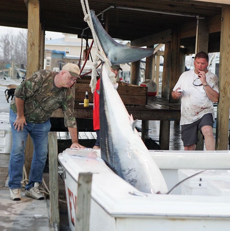 Two men inspect a large tuna fish hanging from a hoist above a boat docked at a pier.