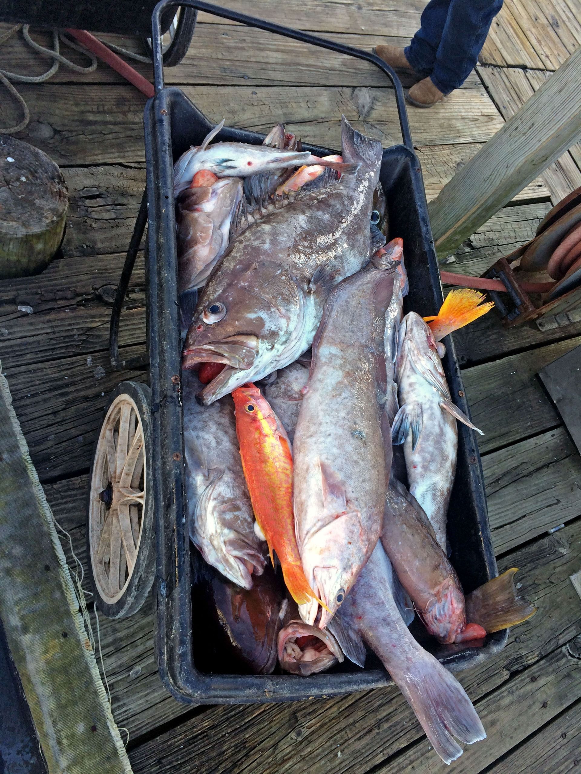 A black cart filled with various freshly caught fish sits on a weathered wooden dock.