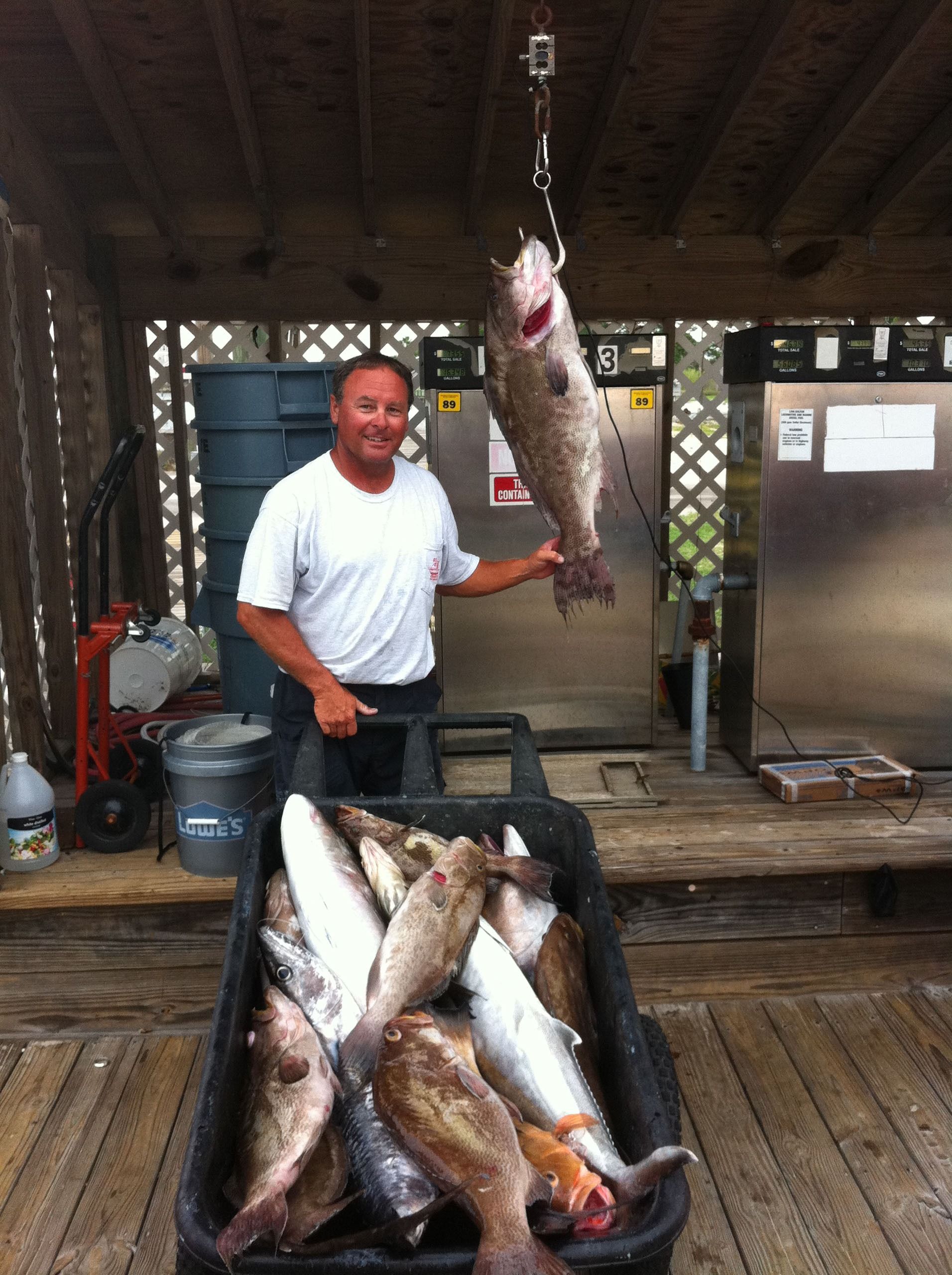 A person standing on a dock holding a large fish on a scale, with a bin full of other fish in the foreground.