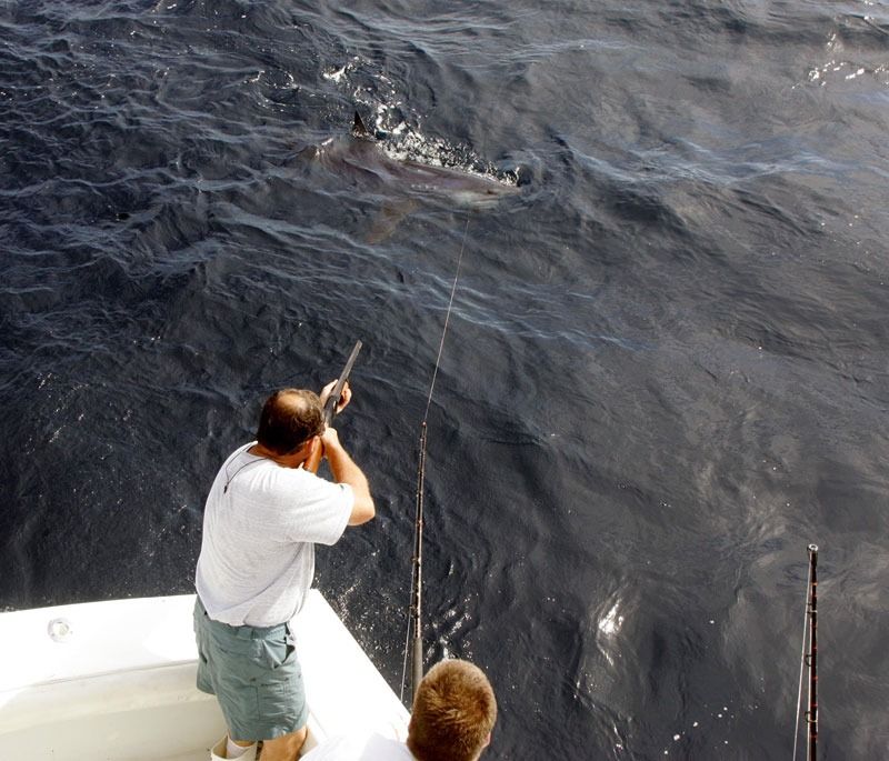 A person on a boat holds a fishing rod, with a large fish surfacing in the dark water ahead.