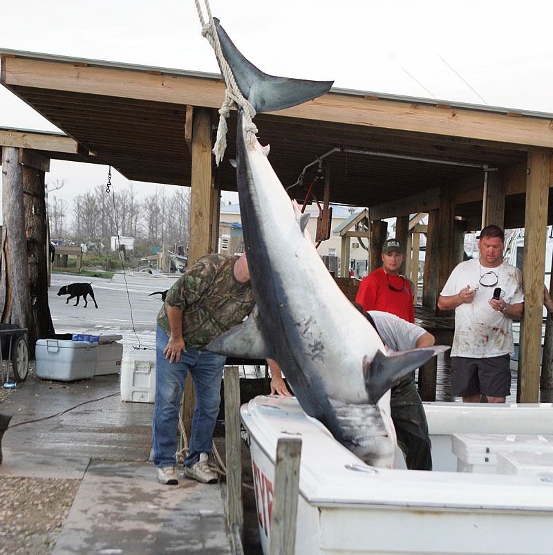 A large shark hangs from a hoist above a boat docked at a pier as three people stand nearby.