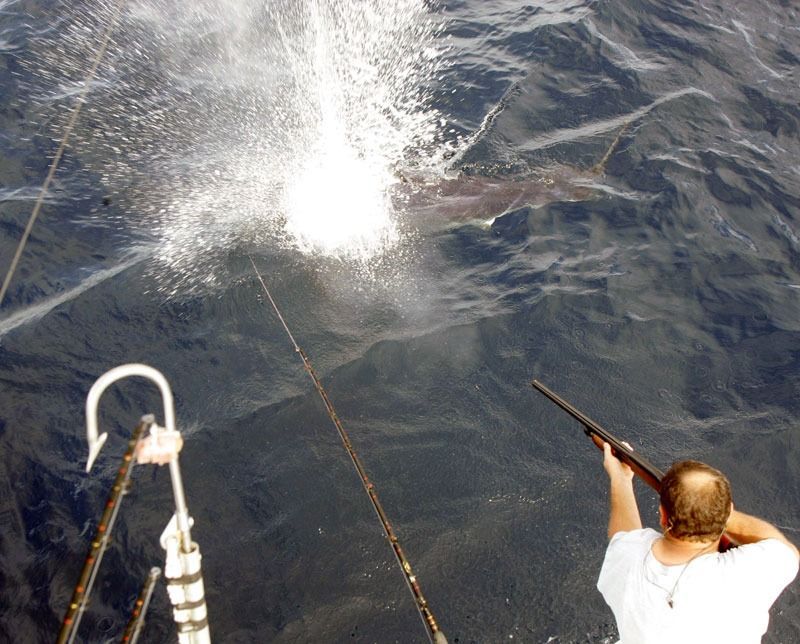 A person on a boat aims a shotgun at a marlin thrashing in the water, which is connected to a fishing line.