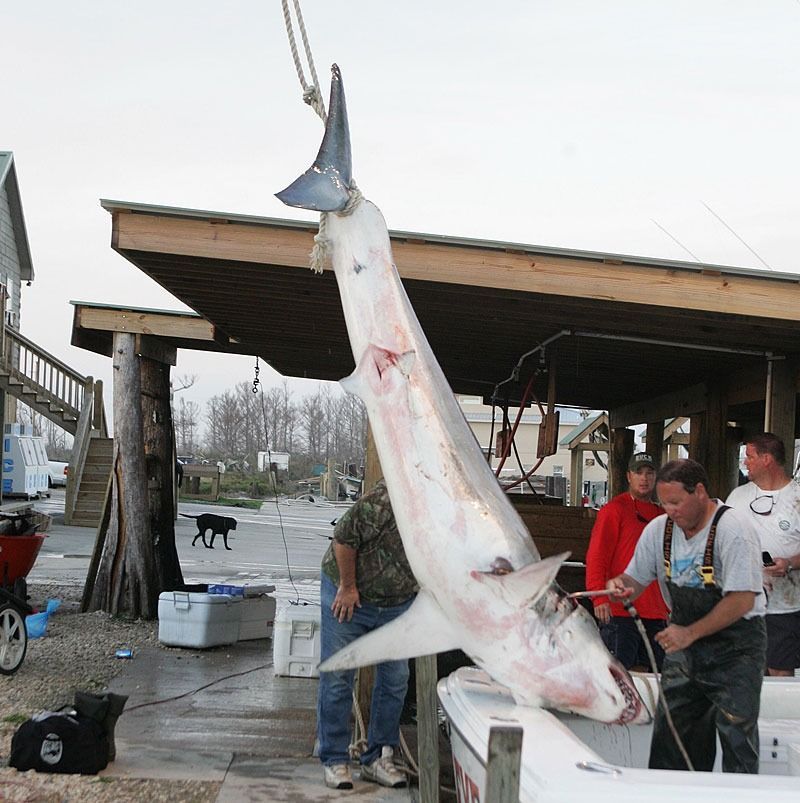 A large shark hangs by its tail from a hoist at a boat dock, with three individuals standing nearby on a concrete pier.
