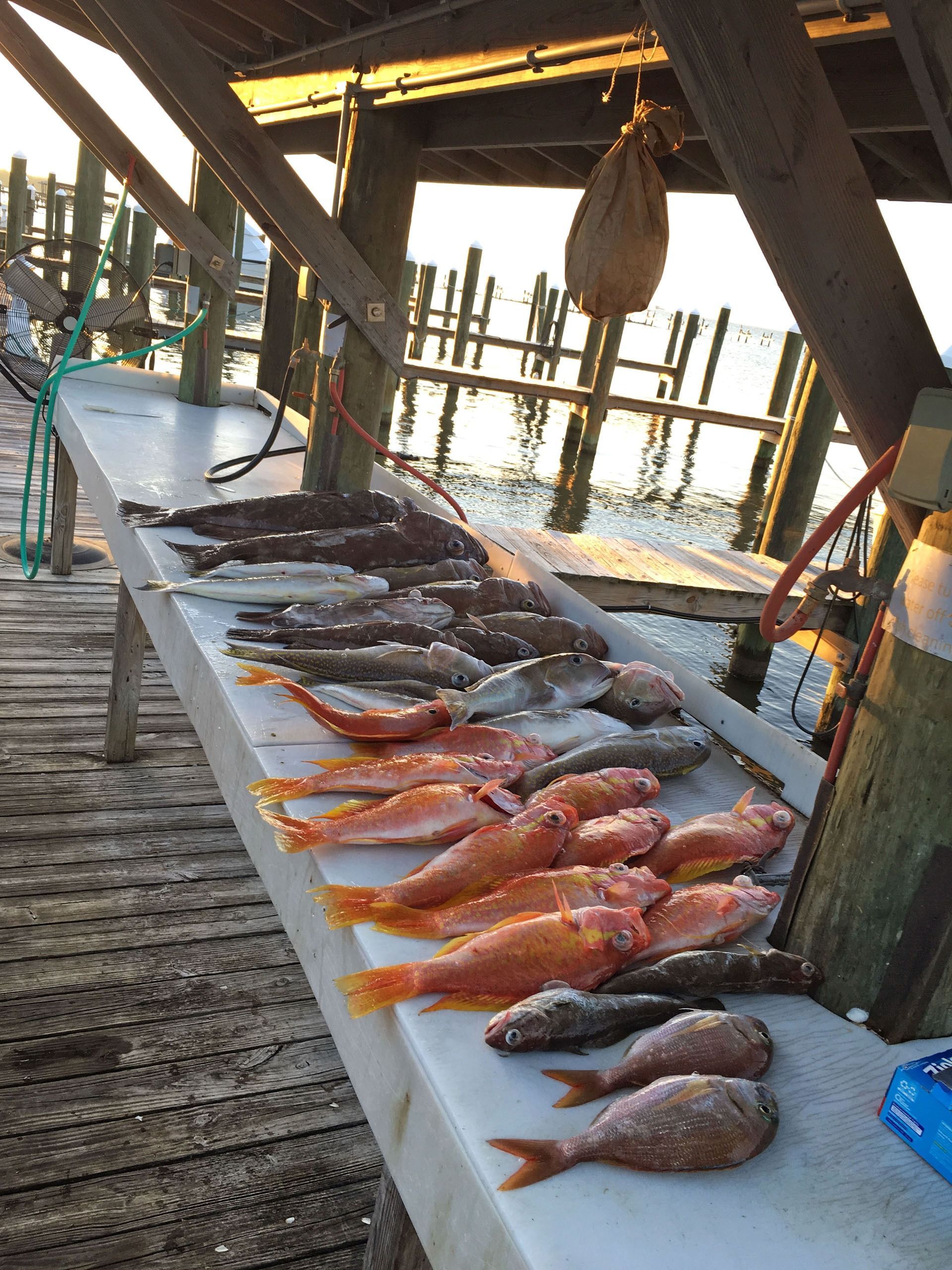 A variety of freshly caught orange, red, and dark fish laid out on a cleaning table under a wooden pier at sunset.