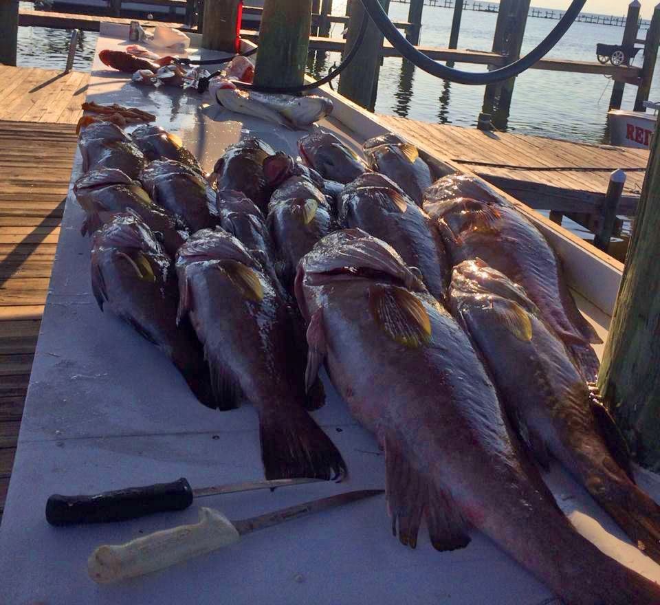 A row of freshly caught dark-colored fish laid out on a cleaning table on a wooden dock with fillet knives nearby.