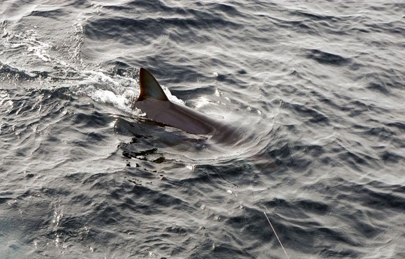 The dorsal fin and back of a shark cutting through the surface of dark, rippling ocean water.