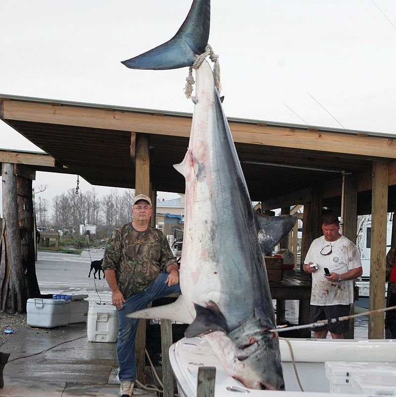 A large shark hangs vertically from a frame at a dock, next to two people standing nearby.