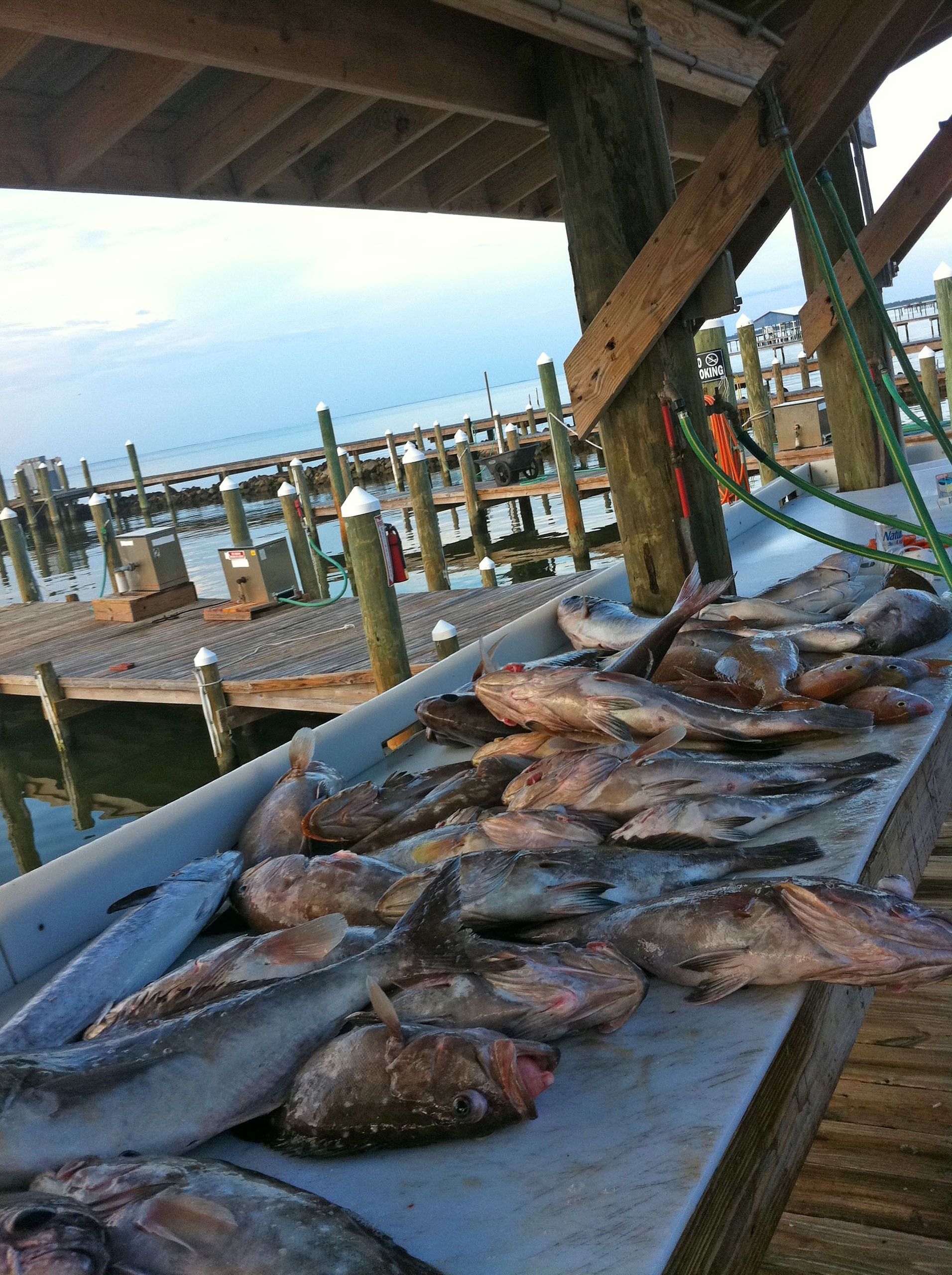 Freshly caught fish lying on a metal cleaning table at a wooden dock overlooking the water.