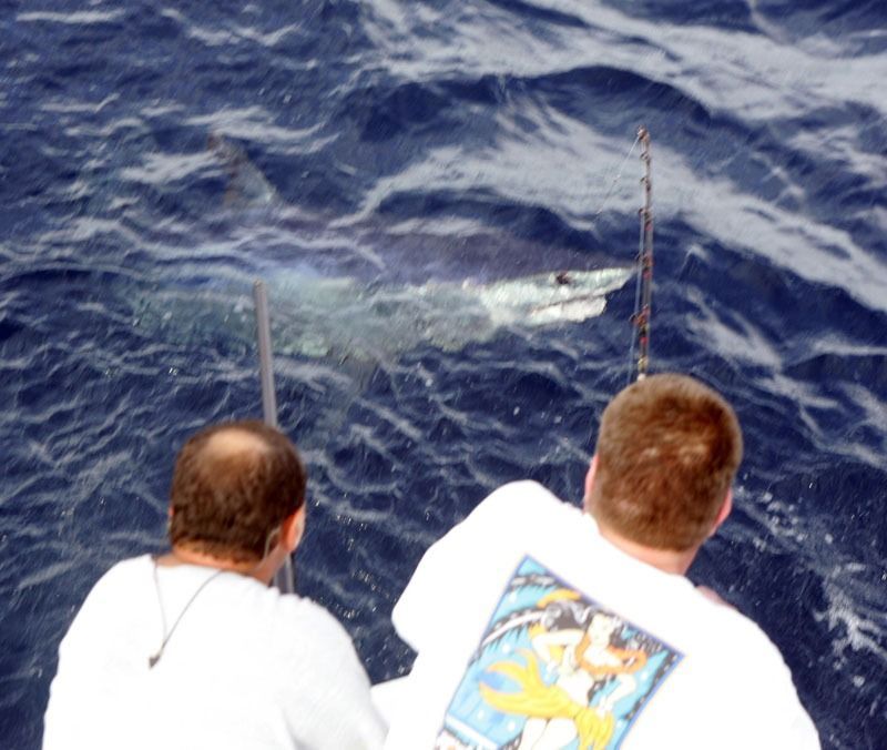 Two people on a boat look down into dark blue ocean water at a shark swimming near the surface.