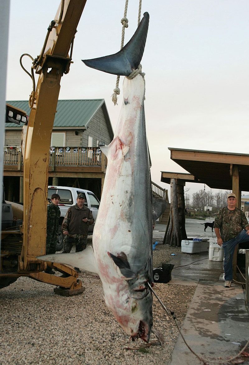 A large shark hangs by its tail from a mechanical hoist near a building, with three people standing nearby.