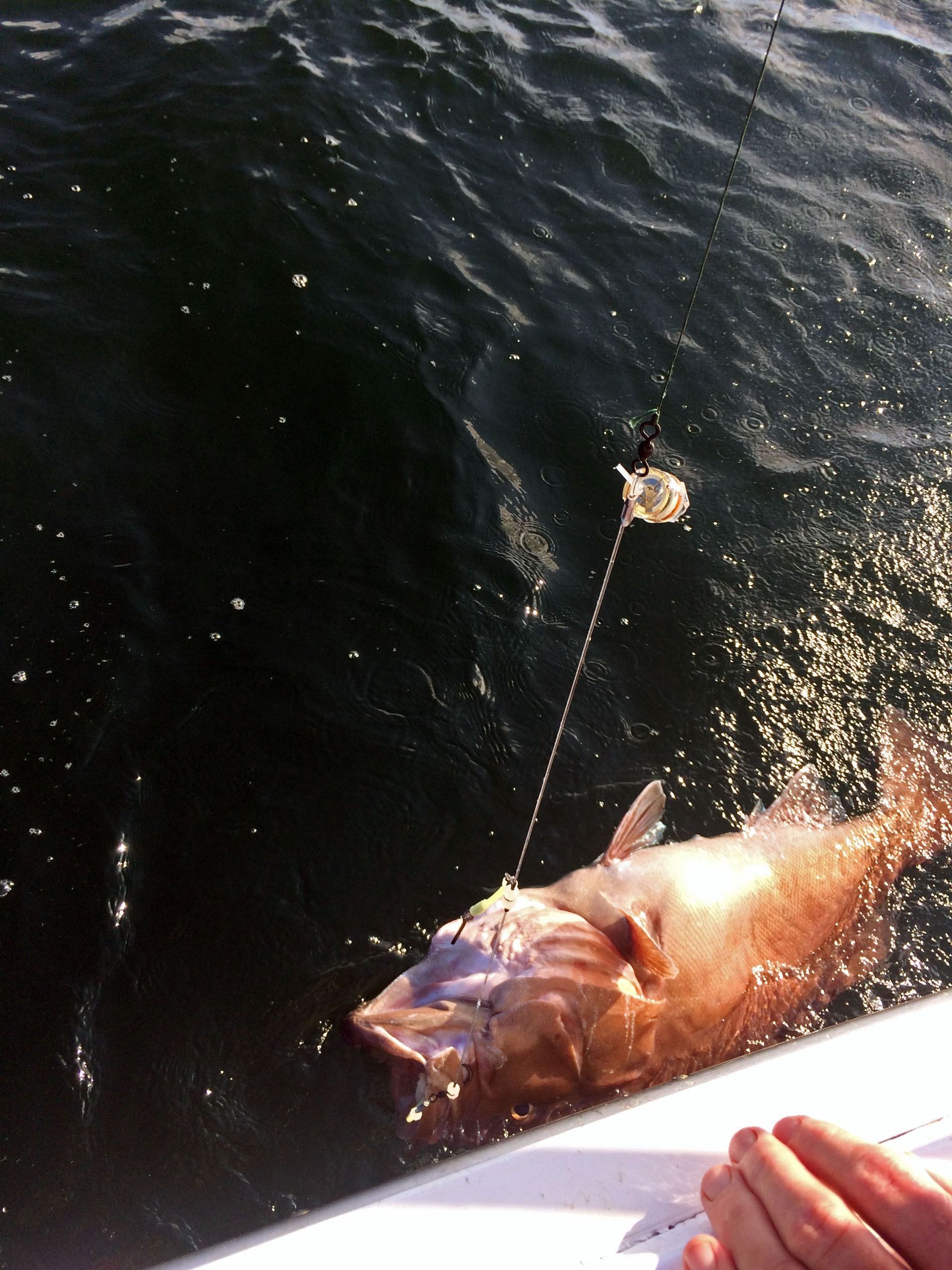 A large fish being reeled to the side of a boat in dark water.