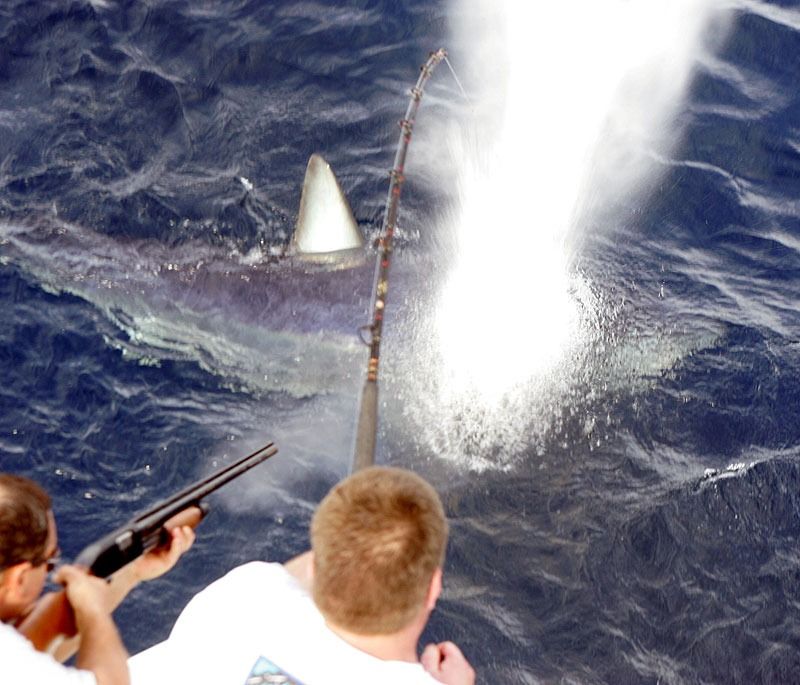 A person aims a shotgun at the surface of the dark ocean near a shark's dorsal fin, while another holds a fishing rod.