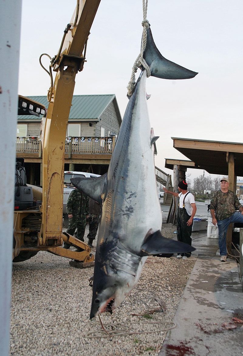 A large shark hangs vertically from a crane hook in an outdoor, coastal setting with several people standing nearby.