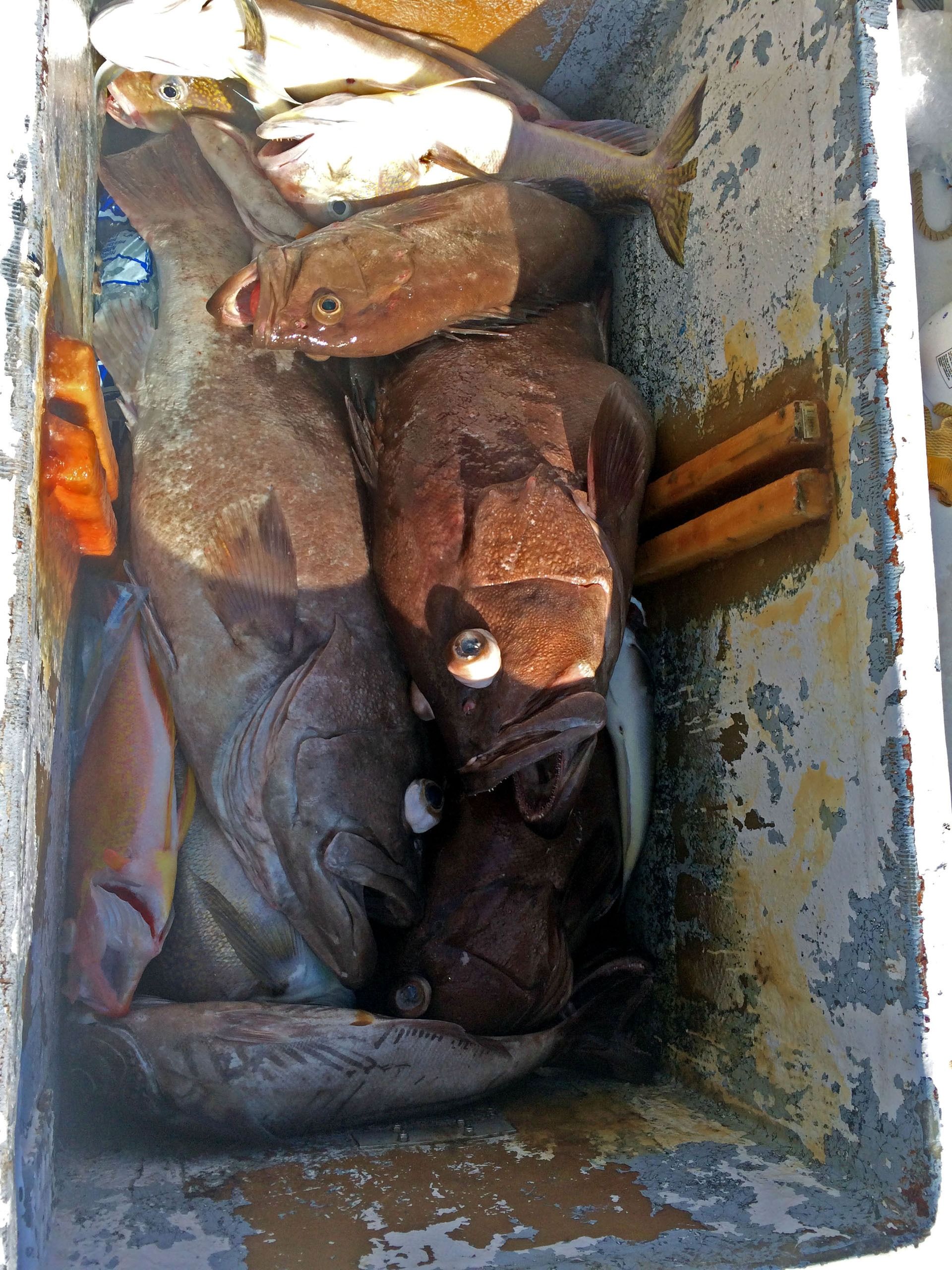 Several freshly caught groupers and other saltwater fish piled inside a weathered, grey-painted wooden cooler.