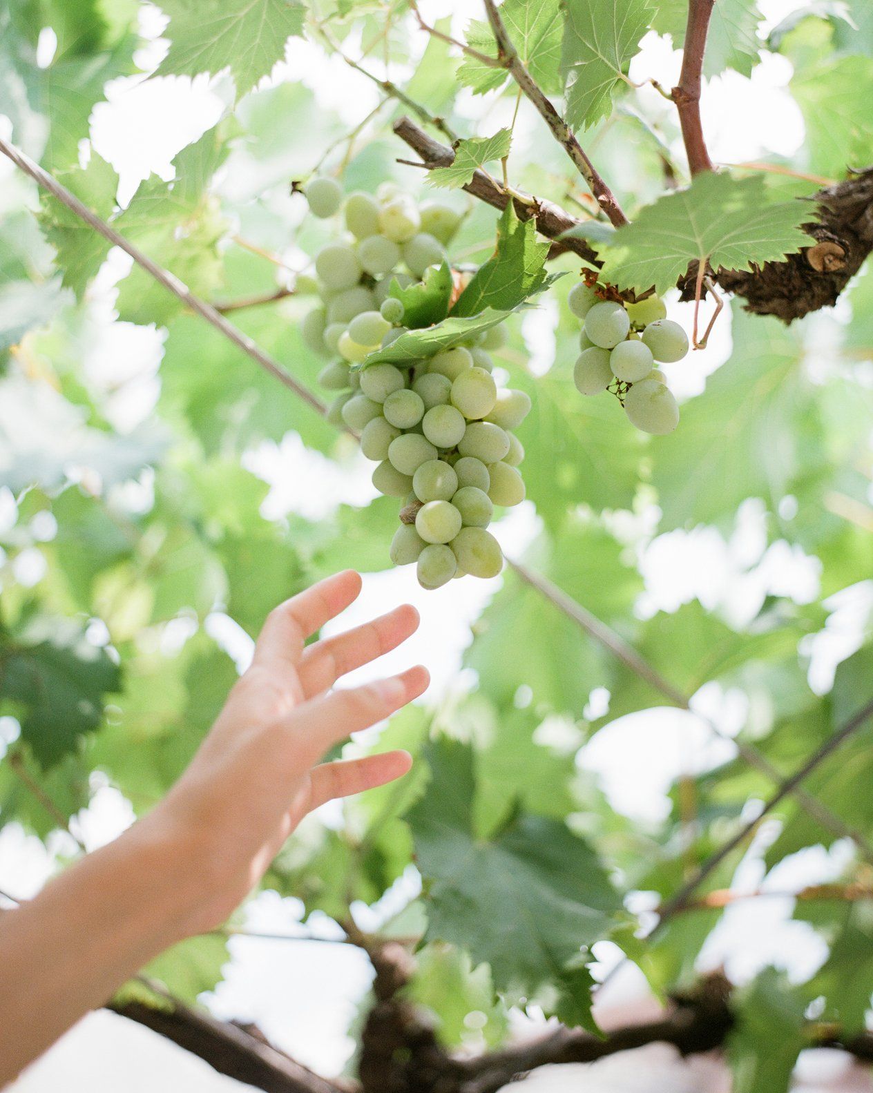 A person is reaching for a bunch of grapes hanging from a vine.