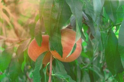 A peach is hanging from a tree branch with green leaves.