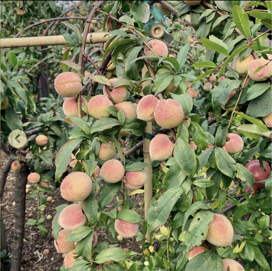 A bunch of peaches are growing on a tree