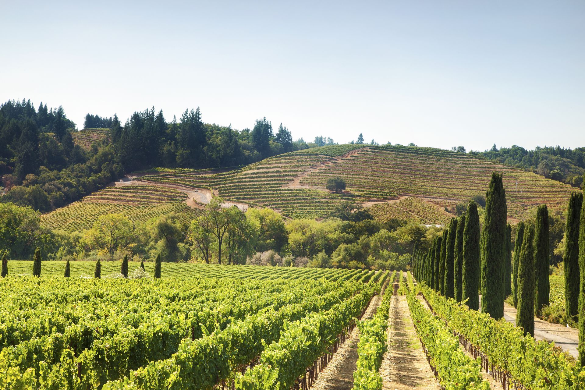 A vineyard with trees and a hill in the background