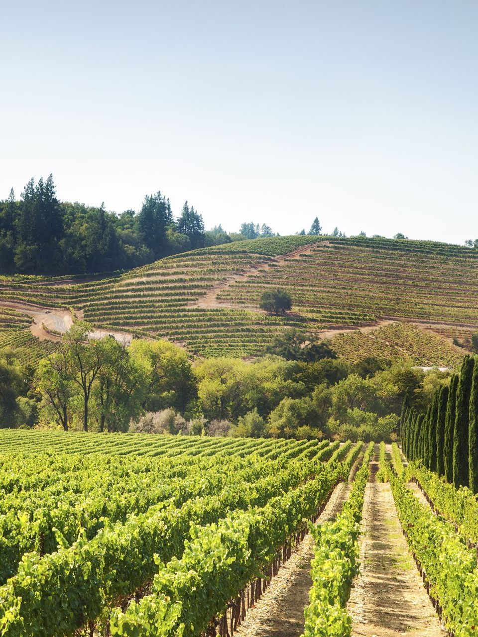 A lush green vineyard with a hill in the background