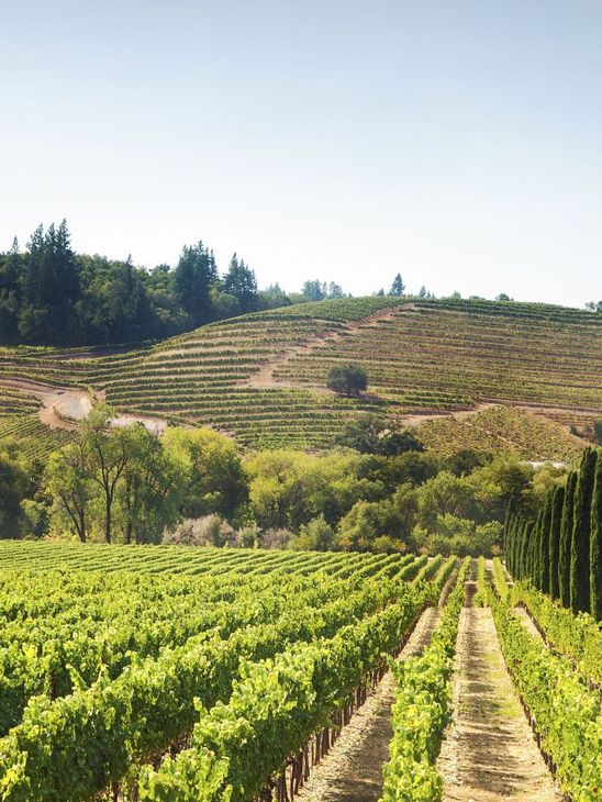 A lush green vineyard with a hill in the background