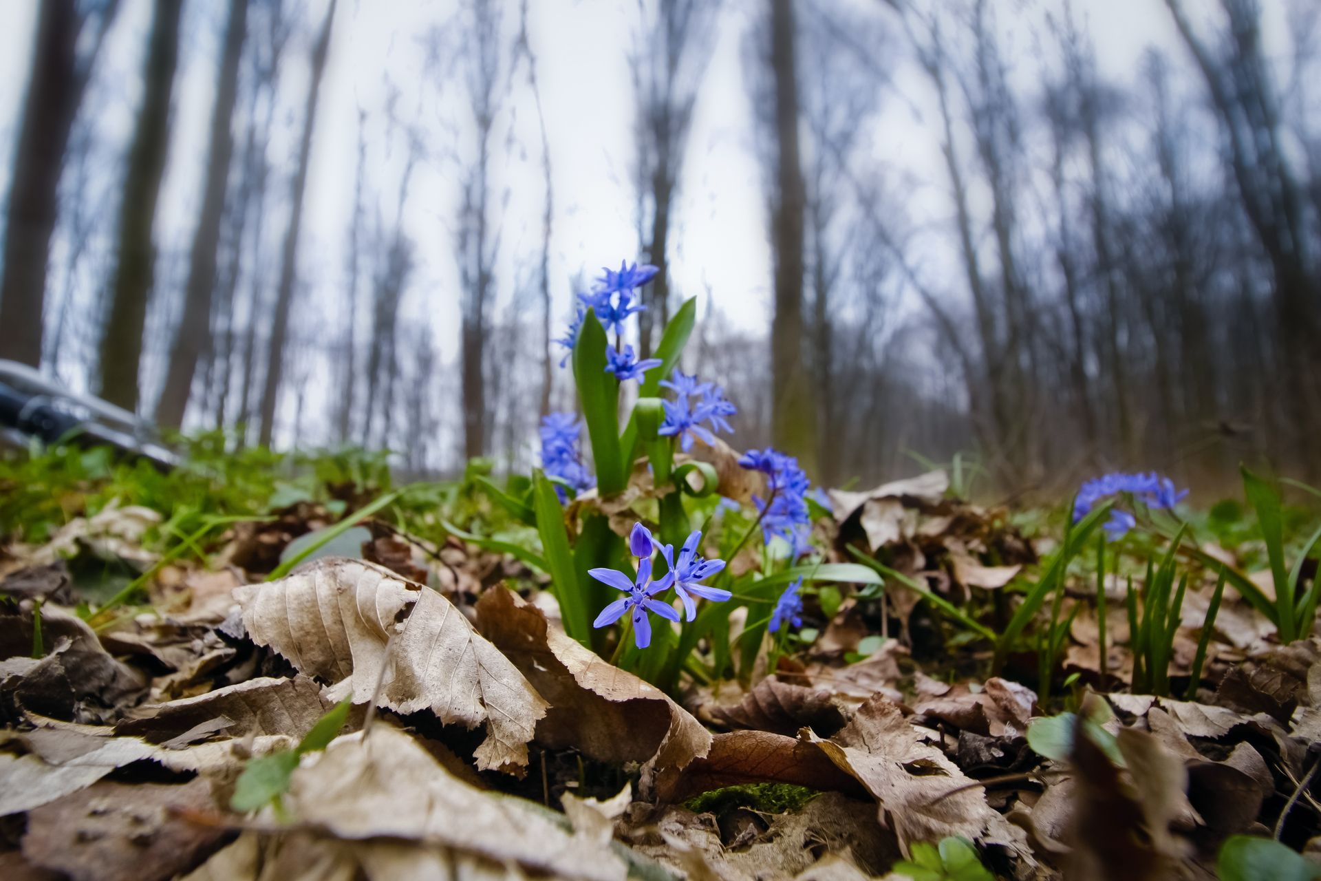 A bunch of blue flowers are growing out of the ground in the woods.