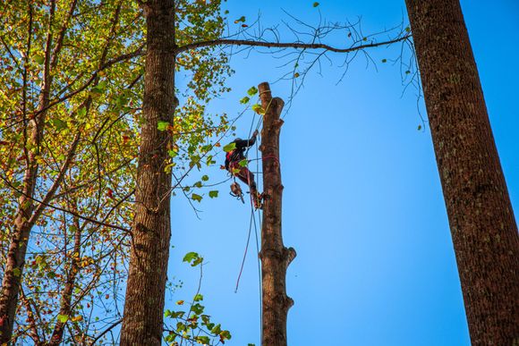 Tree removal service with arborist cutting large tree limbs in Maryland.