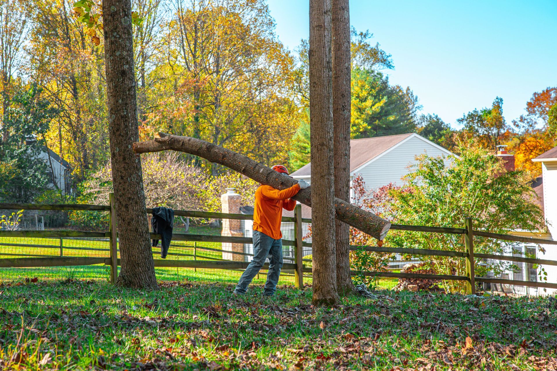 Man in orange shirt carries a large log between two trees in a yard.
