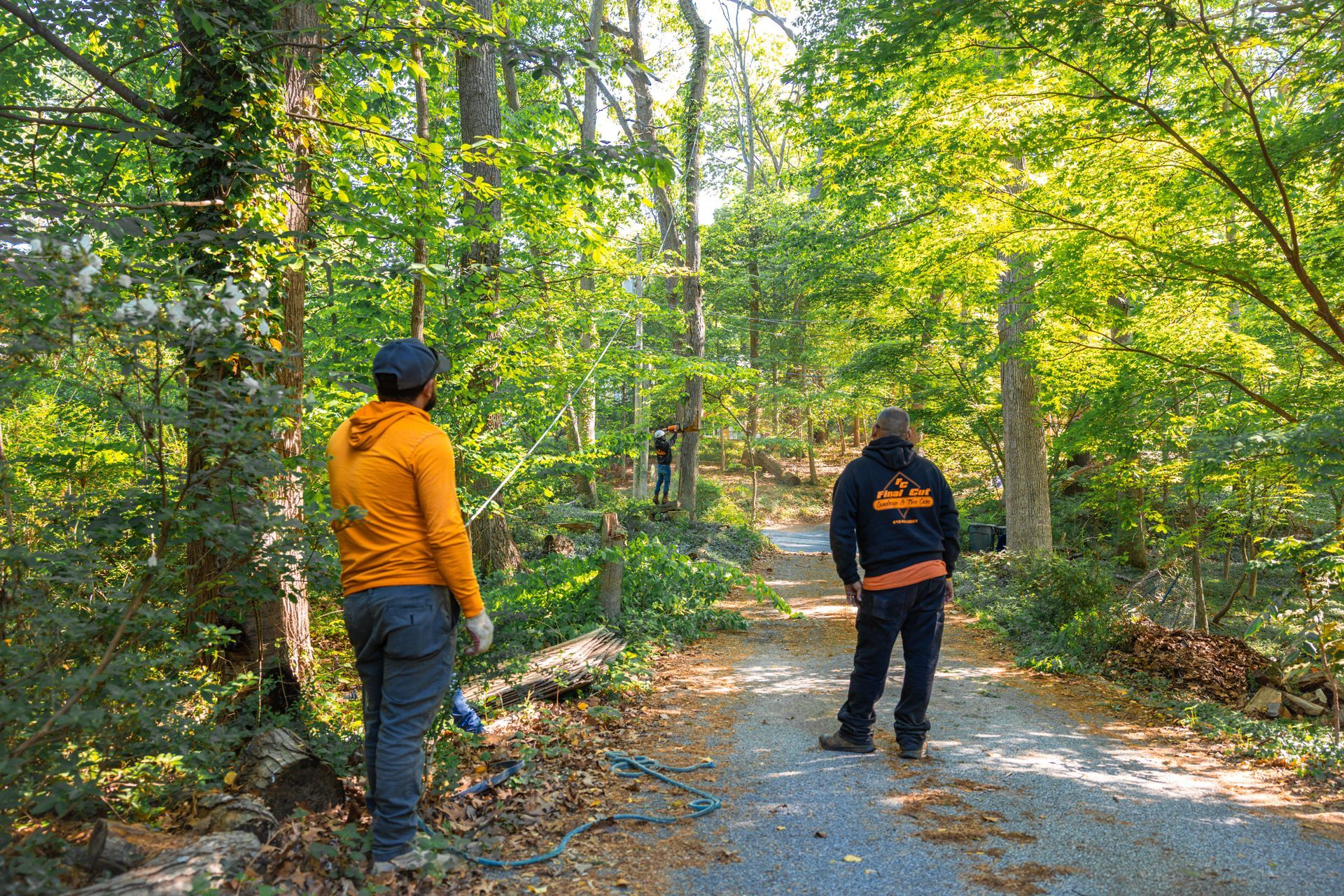 Arborist crew performing residential tree removal services in a wooded property