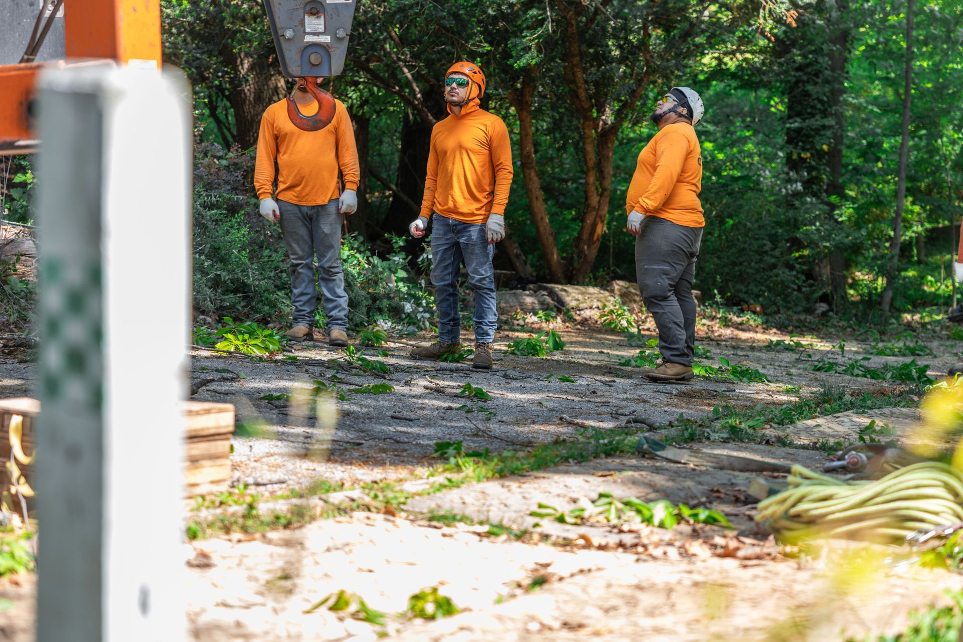 Professional arborist crew during a residential tree removal operation