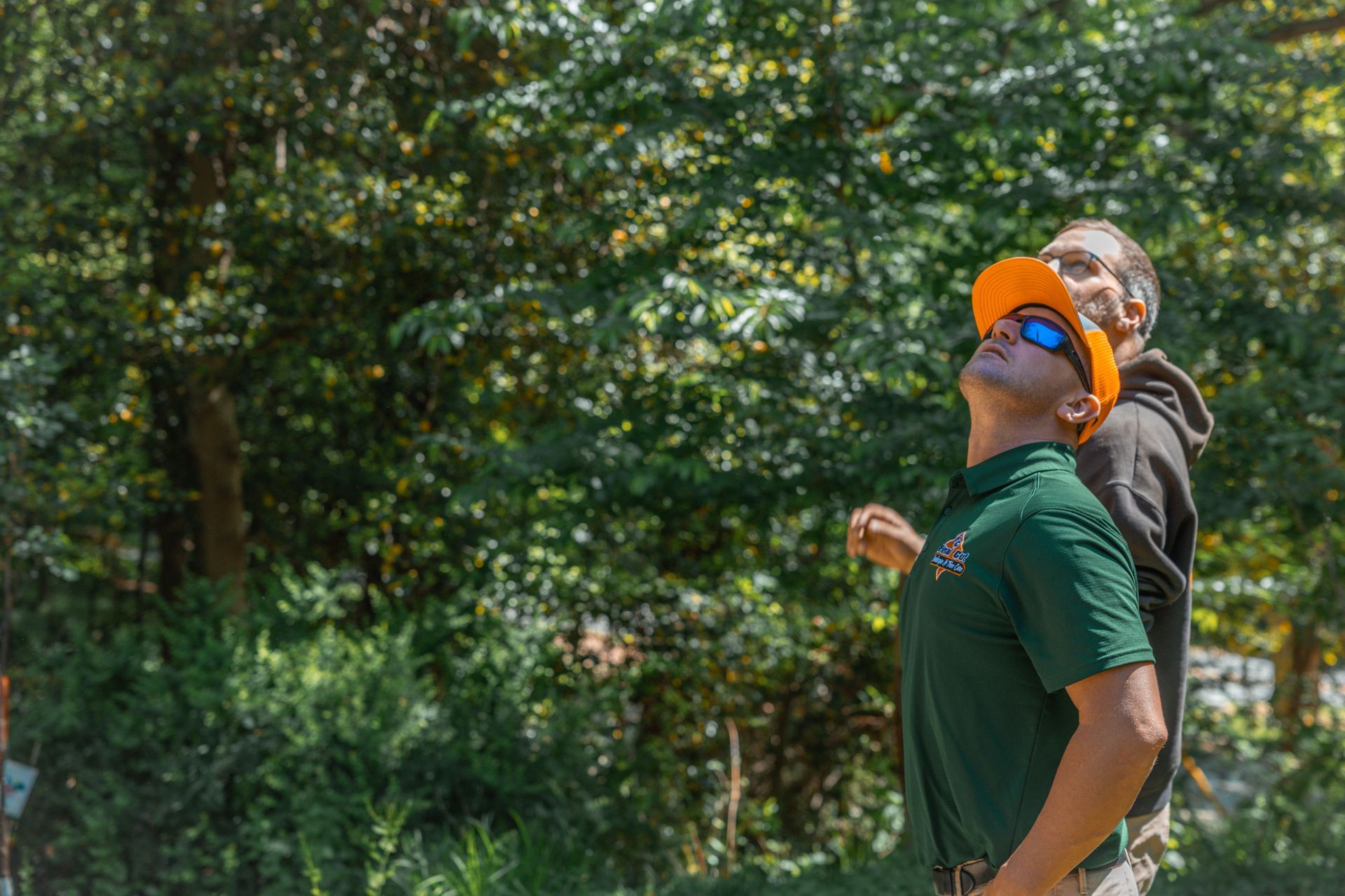 Tree service specialists evaluating trees on a residential landscape