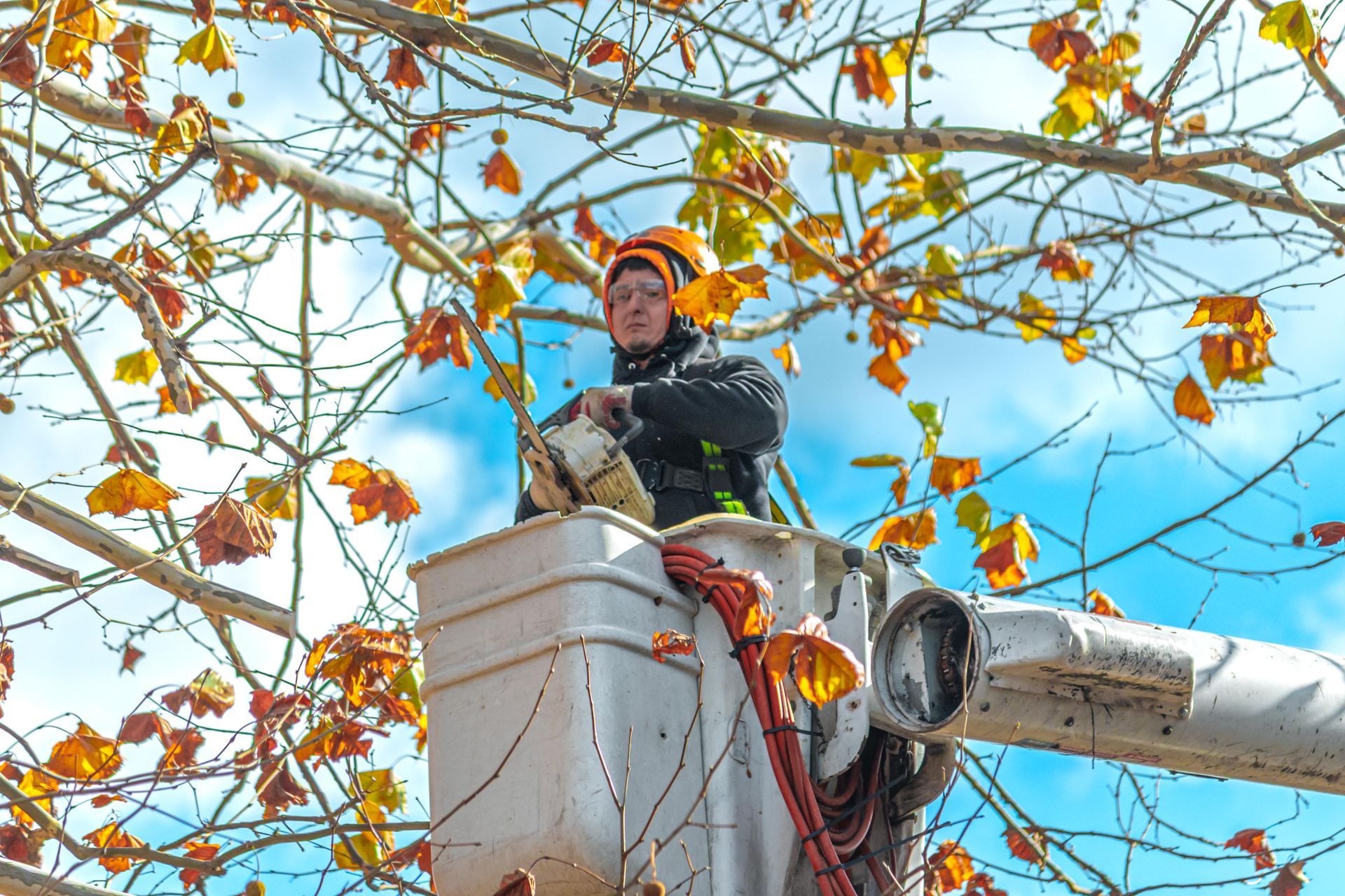 Arborist in an aerial lift trims tree branches with fall foliage against a blue sky.