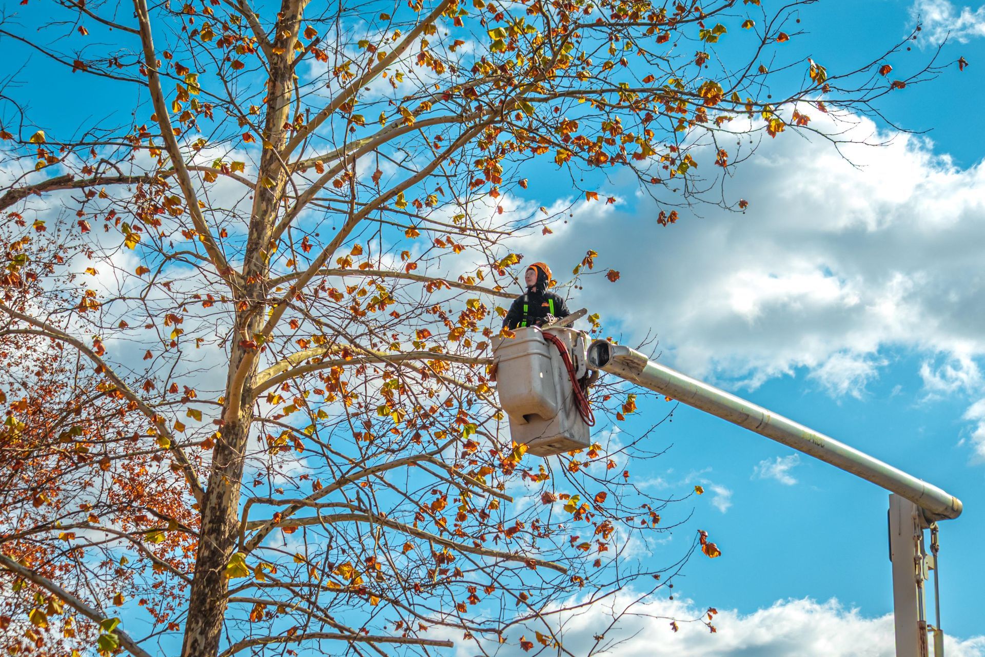 An arborist in a bright orange safety vest suspended in a tall evergreen tree, performing tree pruning.