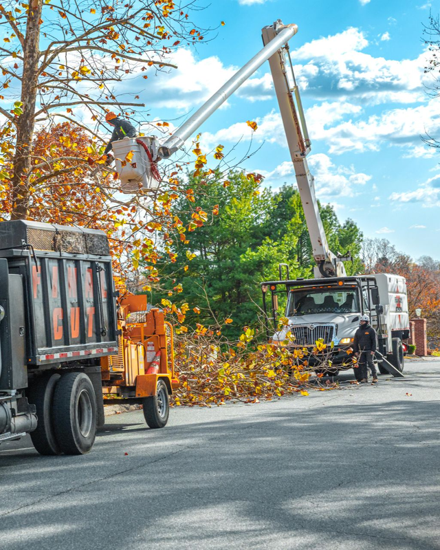 Tree trimming crew using bucket trucks to safely remove large branches in a residential area.