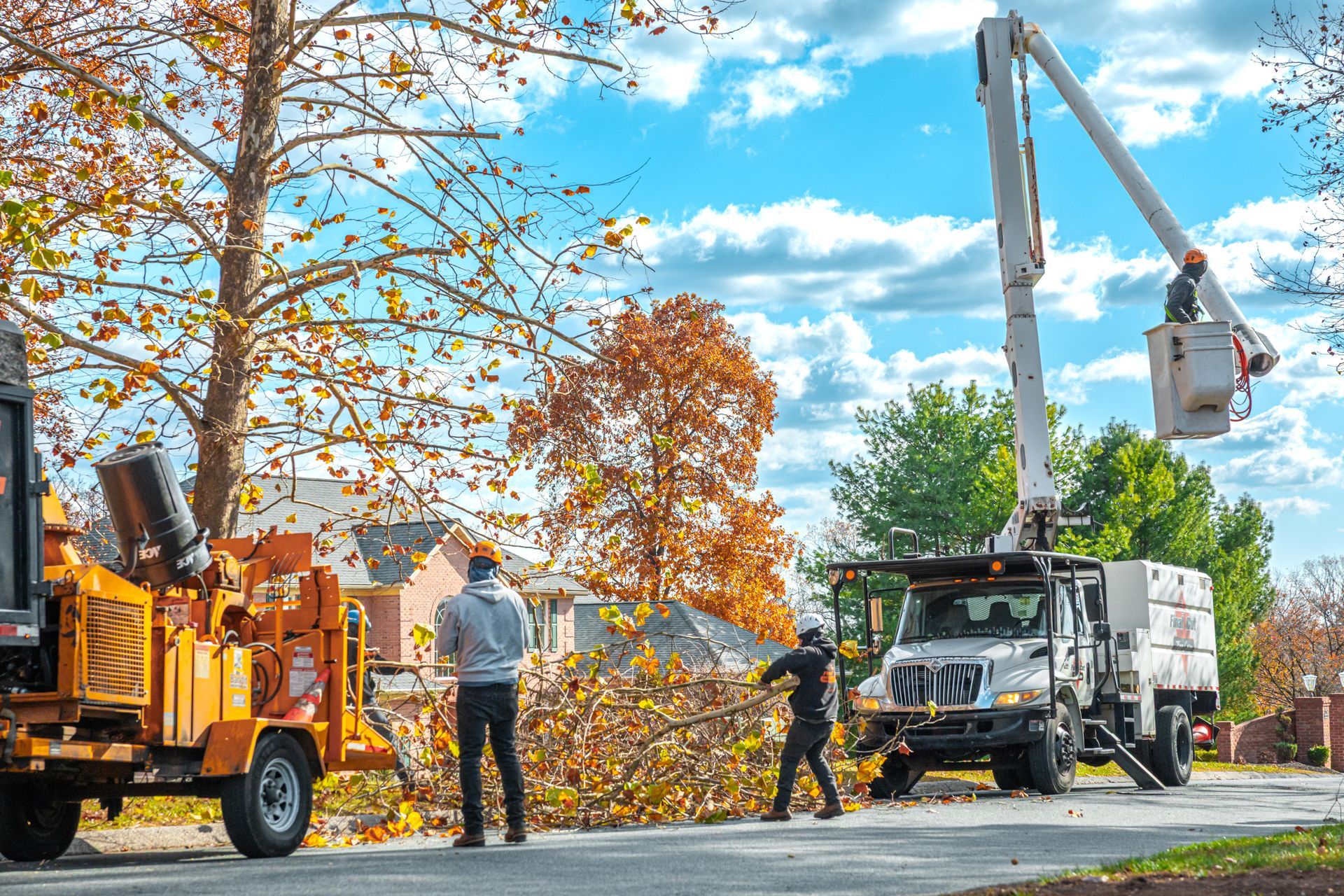 Tree trimming crew with lift truck and chipper on a suburban street.  A worker in a bucket trims a tree.