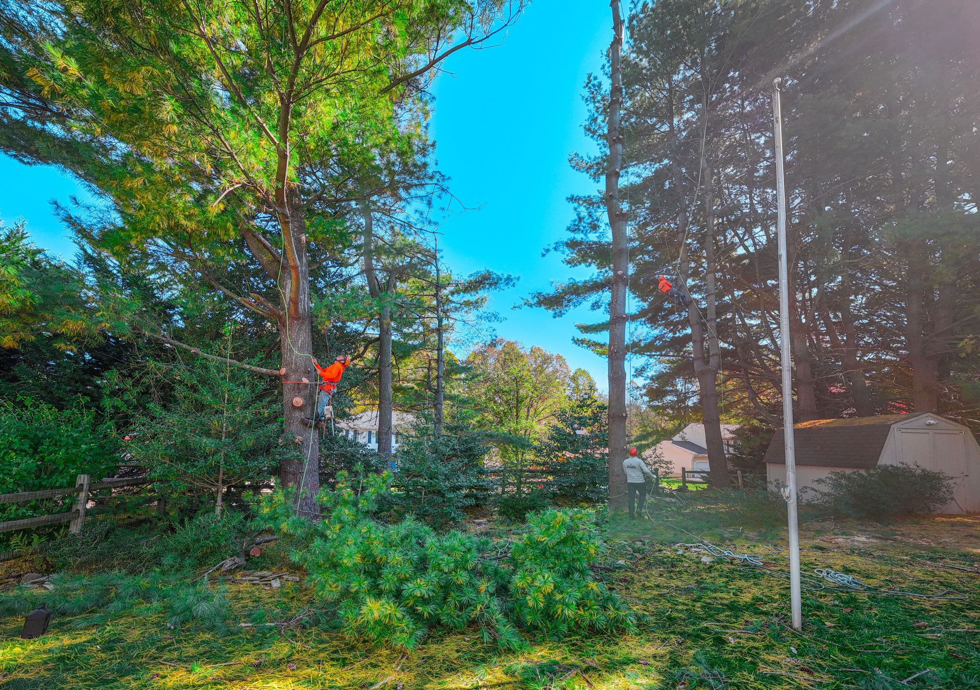 Trees being trimmed in a sunny yard; orange safety markers visible on the trees and the ground.