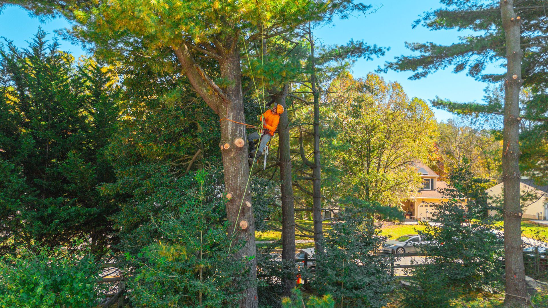 Arborist in orange shirt trimming a tall tree in a yard. Sunny day, residential setting.